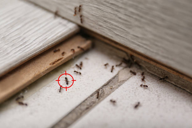 Best Pest Removal Services  in Rice, TX