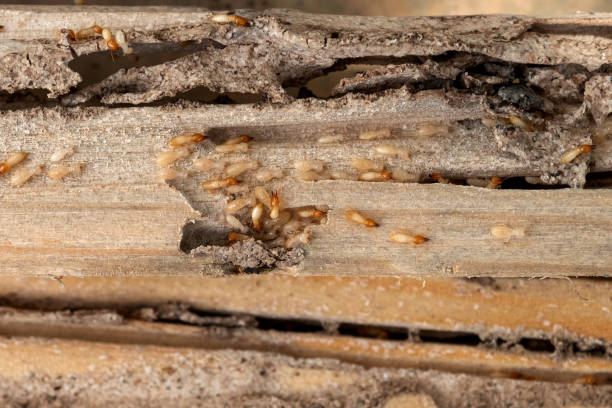 Reliable Rice, TX Pest Control Solutions