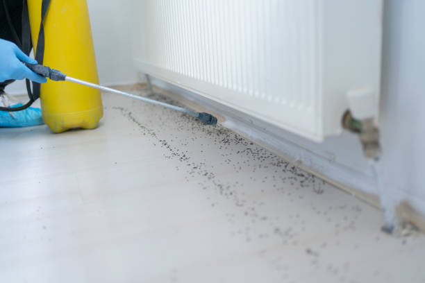 Best Rat Extermination Near Me  in Rice, TX